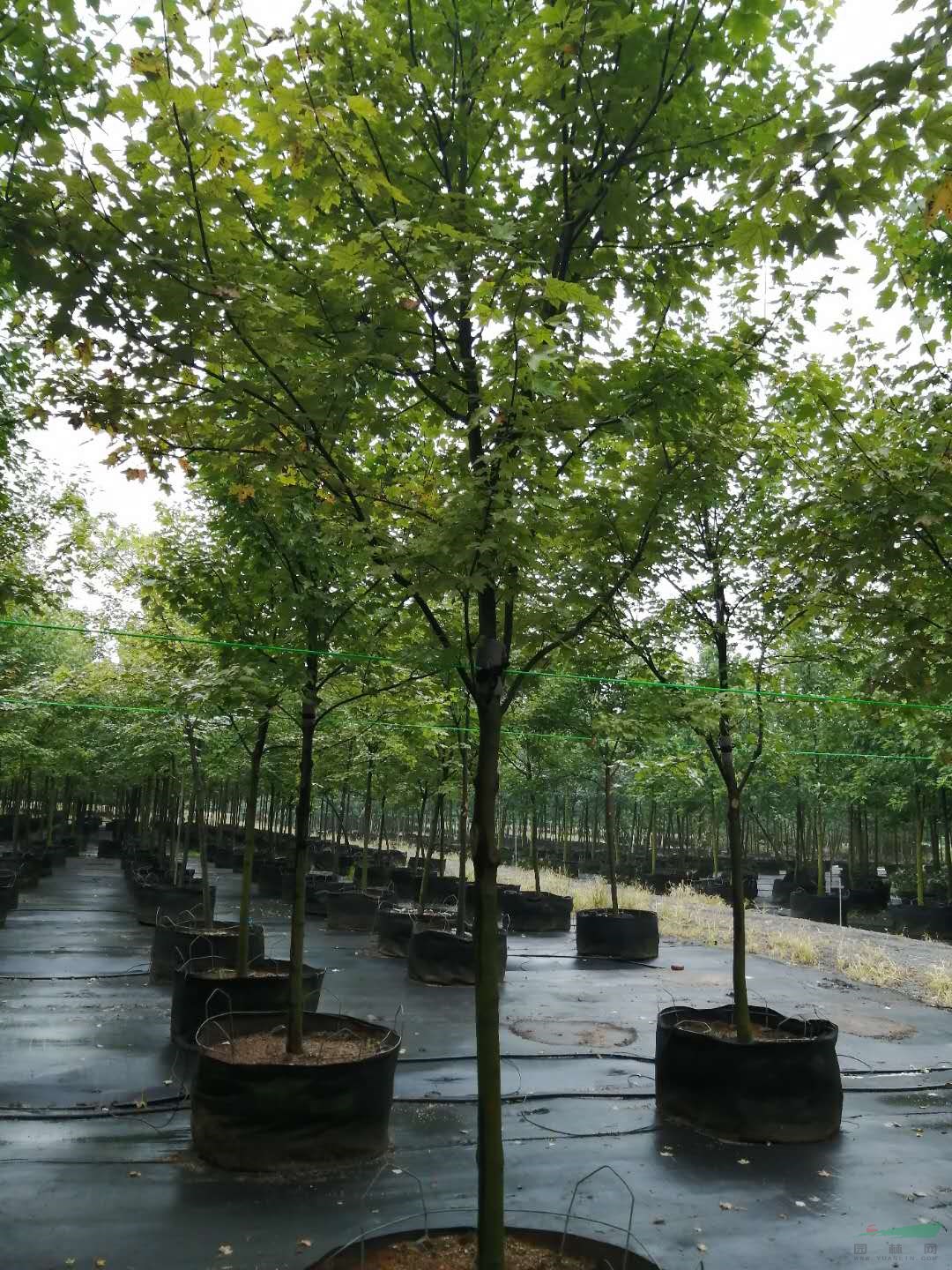 紅花槭 秋之火 市政景區(qū)造景觀賞行道樹 公園道路園林綠化工程