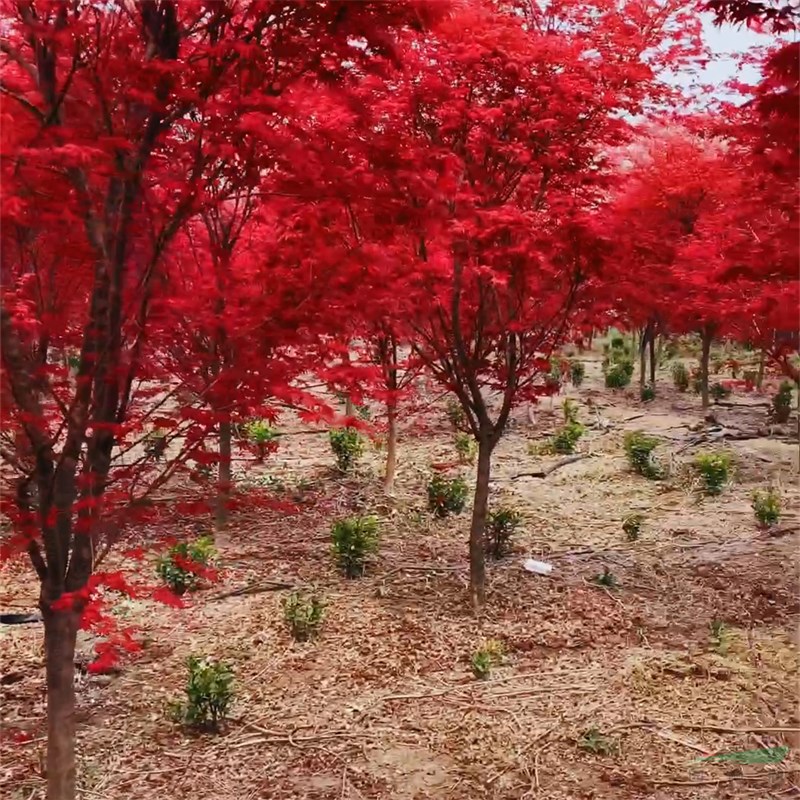 日本紅舞姬紅楓 園林綠地 庭院觀賞樹(shù) 群植孤植道路景觀樹(shù)