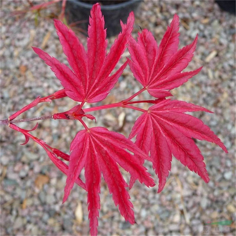 日本紅舞姬紅楓 園林綠地 庭院觀賞樹(shù) 群植孤植道路景觀樹(shù)