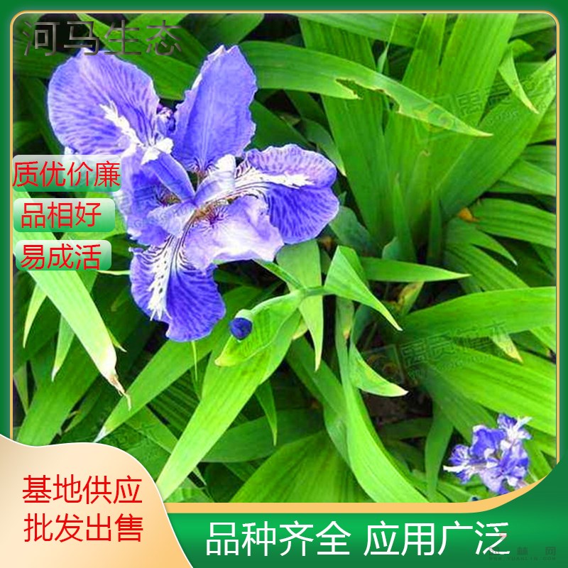 紫花鳶尾別名花菖蒲 花壇花鏡種植觀賞植物 園林地被綠化工程苗