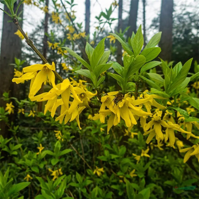 連翹藍羊茅 護土護坡綠化地被植物 小區(qū)庭院公園觀賞綠化苗園林綠化