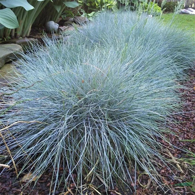 連翹藍羊茅 護土護坡綠化地被植物 小區(qū)庭院公園觀賞綠化苗園林綠化