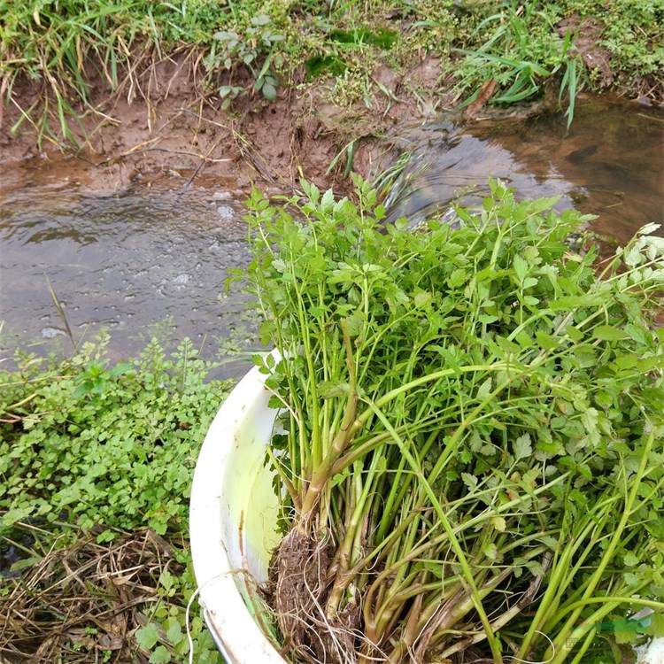 水芹苗 水景綠化栽植工程苗 濕地種植 蔬菜 水生植物 喜濕潤