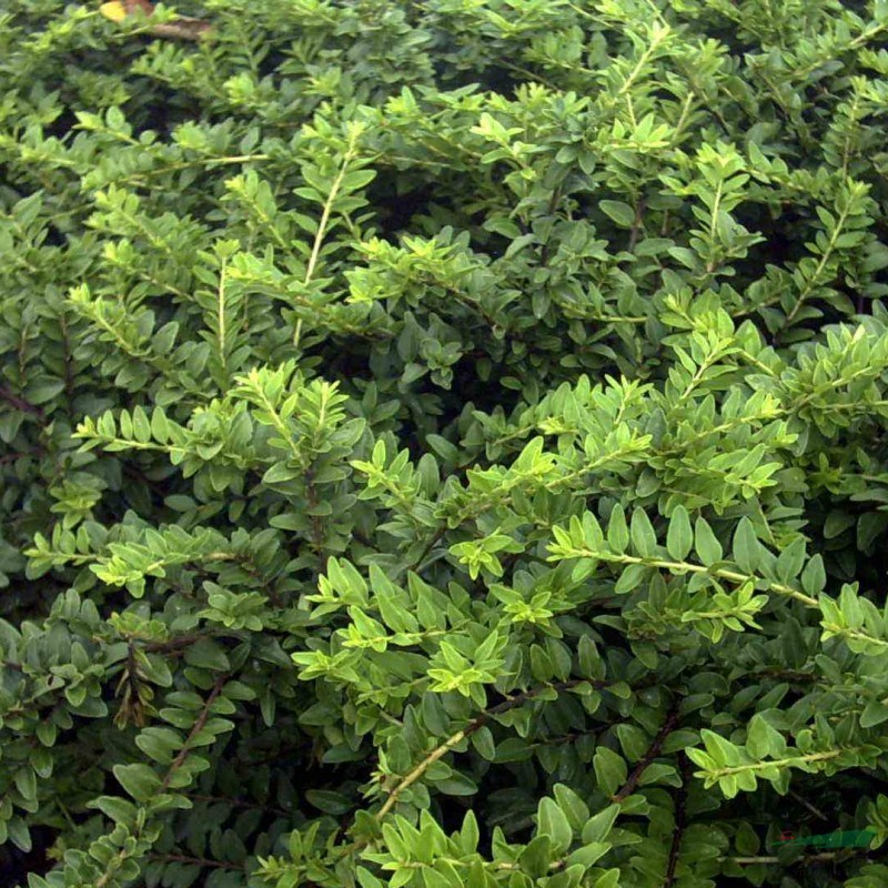 葡枝亮葉忍冬 綠化工程栽植苗景觀綠化灌木 道路觀賞工程苗木