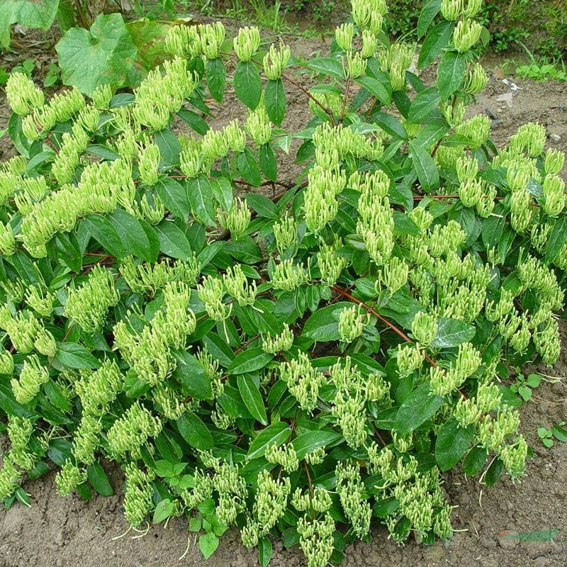 葡枝亮葉忍冬 綠化工程栽植苗景觀綠化灌木 道路觀賞工程苗木