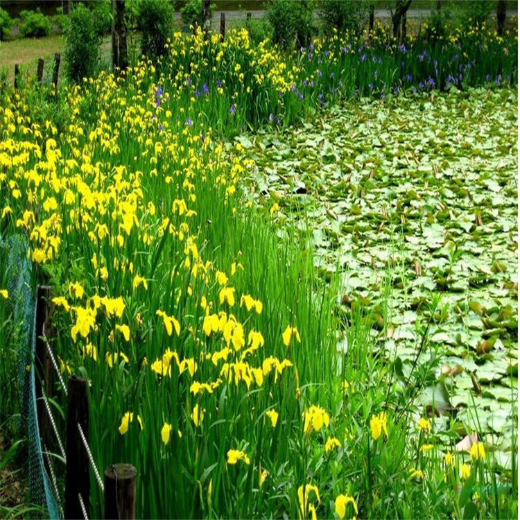 蔥蒲 莞草 蒲蘋(píng) 水蔥花葉用于園林濕地 水邊 池塘綠化 盆栽觀賞