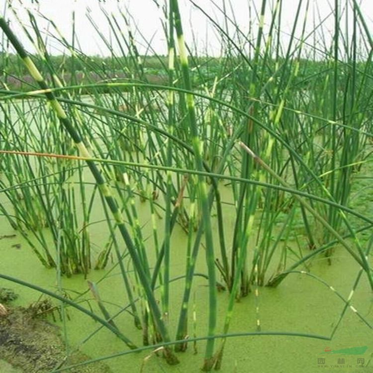 蔥蒲 莞草 蒲蘋(píng) 水蔥花葉用于園林濕地 水邊 池塘綠化 盆栽觀賞