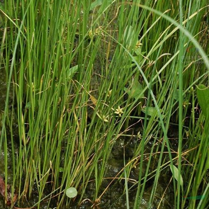 藨草 水體綠化植物 喜濕 涵養(yǎng)水源 基地批發(fā) 工程栽植觀賞苗