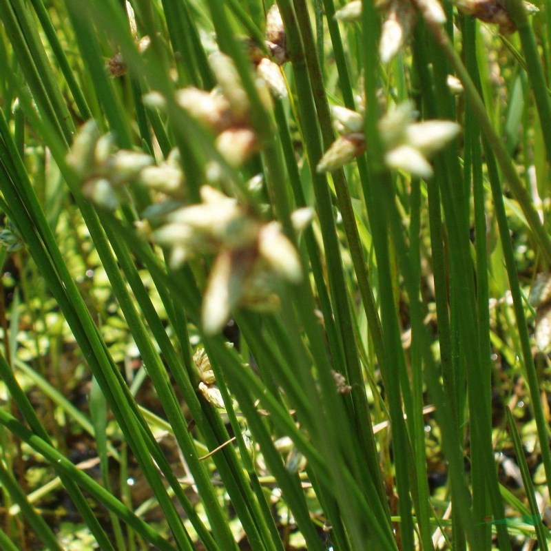 藨草 水體綠化植物 喜濕 涵養(yǎng)水源 基地批發(fā) 工程栽植觀賞苗