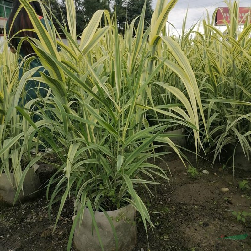 基地供應 花葉蘆葦 濕地公園沿岸池塘 綠化水生植物河道治理苗