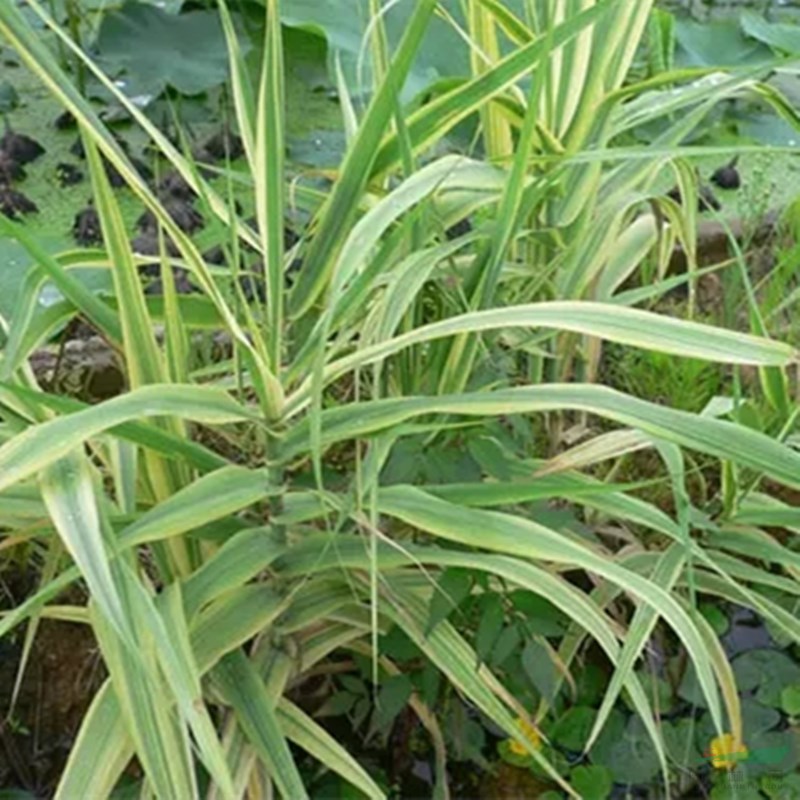 基地供應 花葉蘆葦 濕地公園沿岸池塘 綠化水生植物河道治理苗