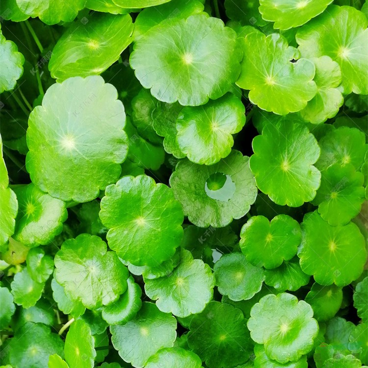 銅錢草香菇草 美國石蓮花 普通天胡荽露地盆栽 也可室內(nèi)水體綠化