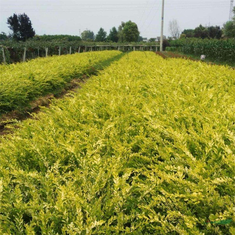 金葉水蠟?zāi)秃?耐修剪 園林彩葉苗木 孤植 叢植 好打理 生長速度快