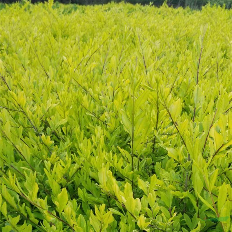 金葉水蠟?zāi)秃?耐修剪 園林彩葉苗木 孤植 叢植 好打理 生長速度快