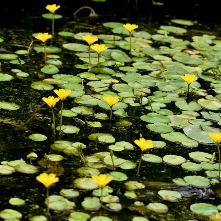 荇菜 蓮葉莕菜 驢蹄萊 花朵較多 花期長(zhǎng)庭院點(diǎn)綴水景綠化