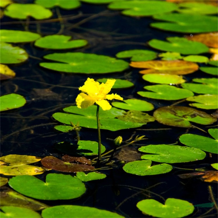 荇菜 蓮葉莕菜 驢蹄萊 花朵較多 花期長(zhǎng)庭院點(diǎn)綴水景綠化