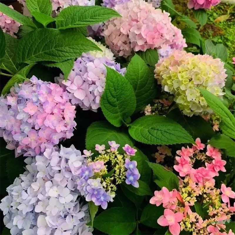 基地供應(yīng) 無盡夏繡球花 小苗 園林景觀綠化觀賞 花壇花鏡點綴