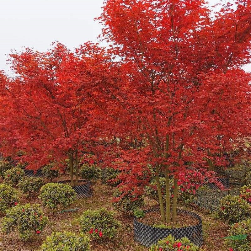 三季紅紅楓公園景區(qū)觀賞紅楓樹 基地批發(fā)種植綠化苗木 樹形優(yōu)美