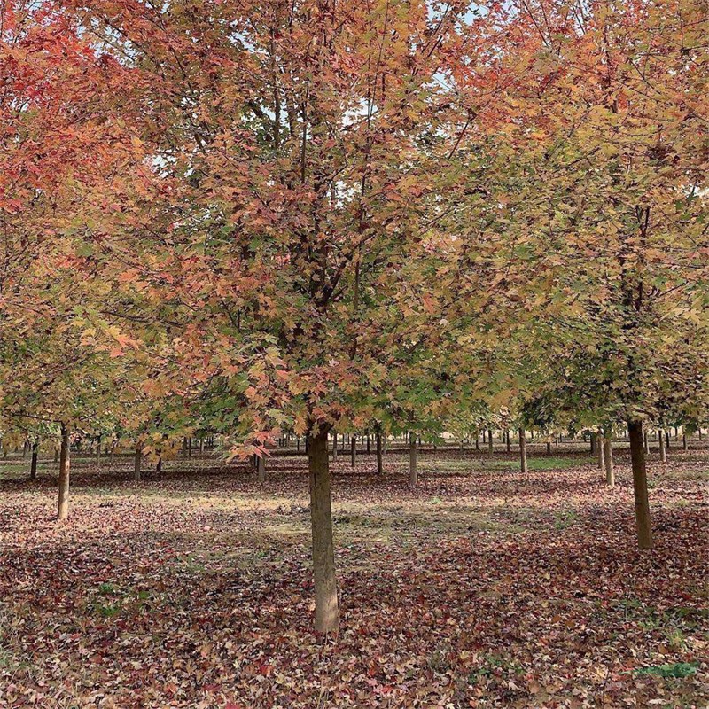 三季紅紅楓公園景區(qū)觀賞紅楓樹 基地批發(fā)種植綠化苗木 樹形優(yōu)美