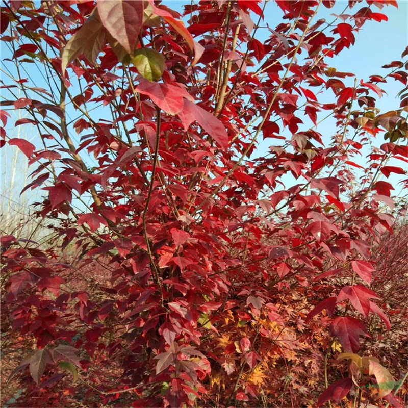 風(fēng)景樹金陵紅楓小苗 別墅庭院景觀樹紅楓樹苗 公園景區(qū)小區(qū)綠化苗木