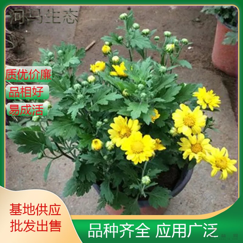 河馬生態(tài)出售千頭菊 小區(qū)庭院公園綠化種植 花壇花鏡租擺苗規(guī)格全