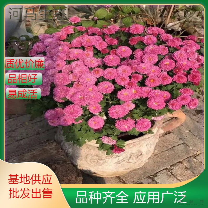 河馬生態(tài)出售千頭菊 小區(qū)庭院公園綠化種植 花壇花鏡租擺苗規(guī)格全