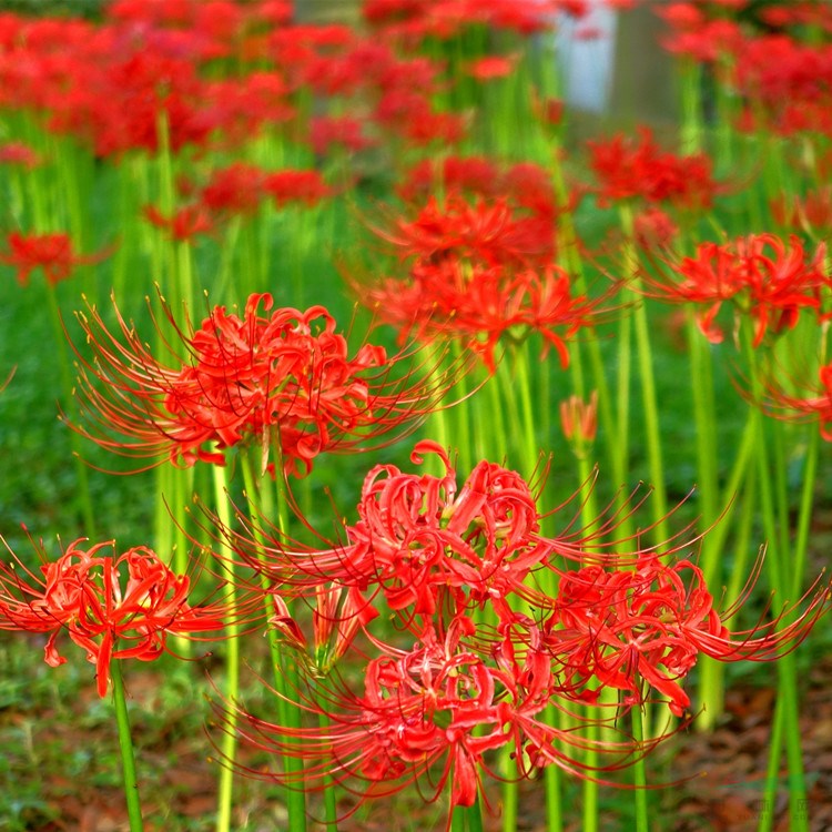 苗圃出售彼岸花 花壇花鏡觀賞苗 園林景區(qū)花海打造工程苗