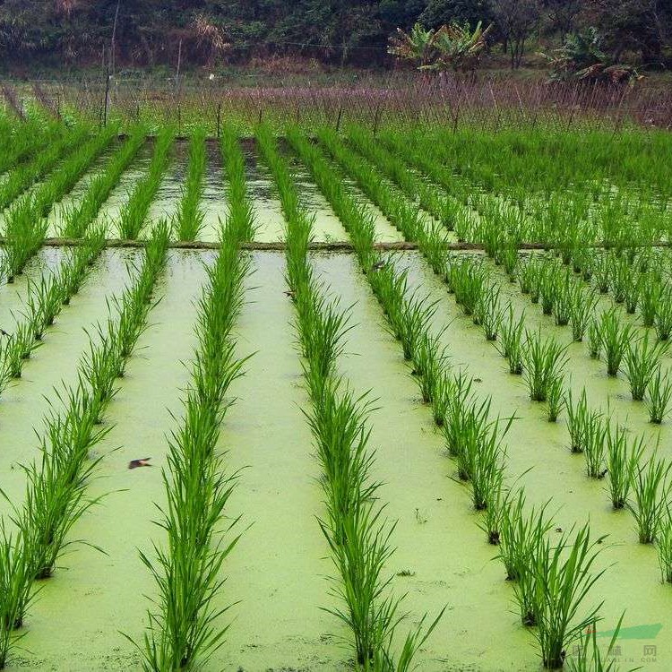 苗圃出售茭白 陽臺庭院景觀綠植栽培 園林水體造景觀葉植物苗