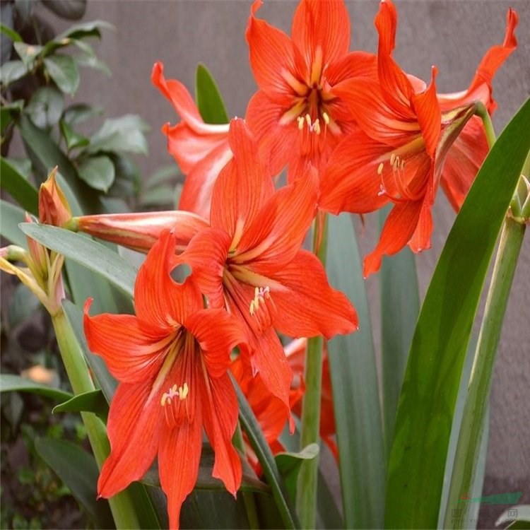 基地出售 朱頂紅 孤挺花 濕地公園造景種植綠化苗觀賞性花卉