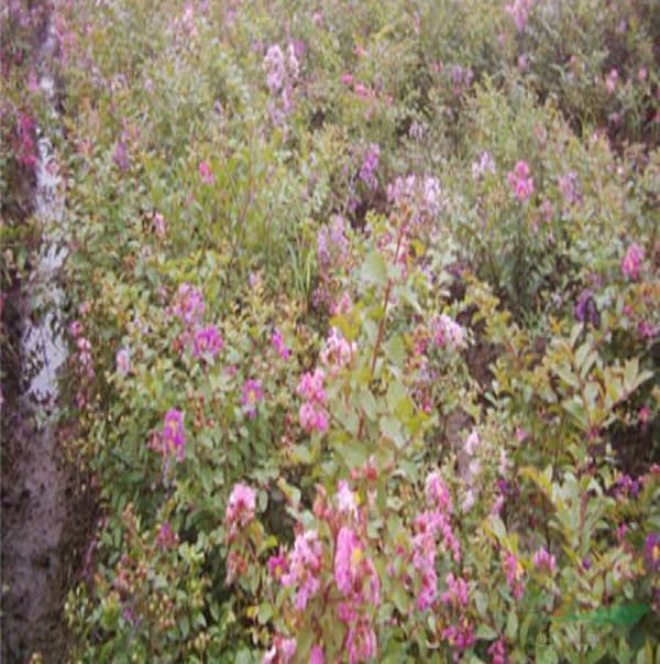 矮紫薇供應基地 庭院別墅地栽 花壇花鏡觀賞性花卉