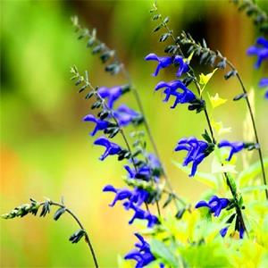 深藍(lán)鼠尾草 美麗新農(nóng)村綠化改造苗 花壇花鏡造景 切花材料