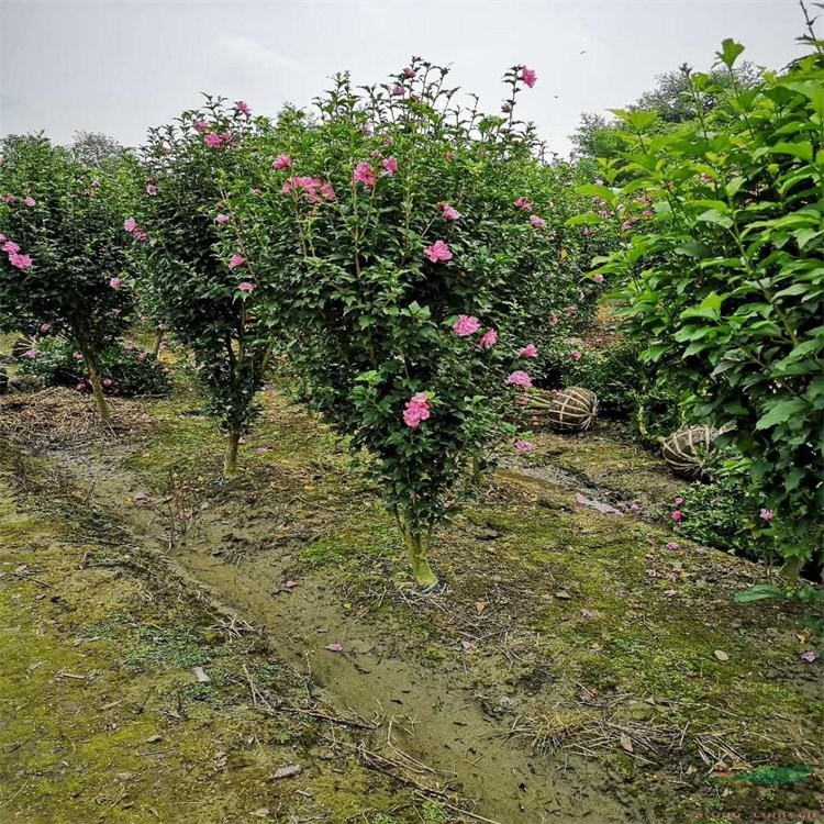 出售木槿庭院觀賞 花壇花鏡造景園林綠化工程