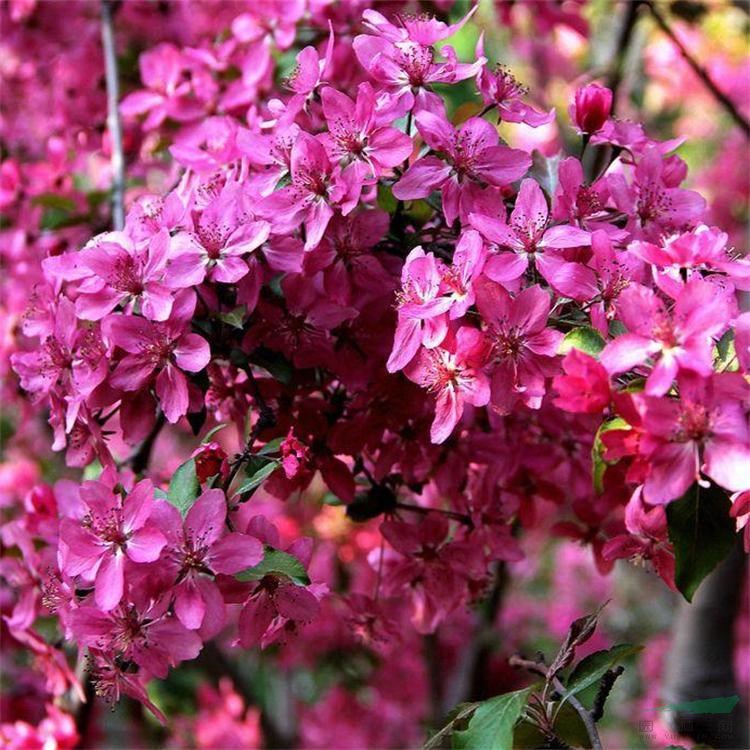 苗圃出售寶石海棠 別墅庭院彩色花苗 植物風(fēng)景樹(shù)觀賞工程苗木