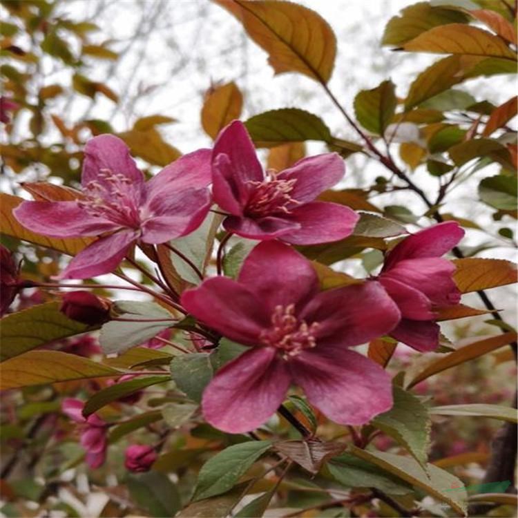 苗圃出售寶石海棠 別墅庭院彩色花苗 植物風(fēng)景樹(shù)觀賞工程苗木