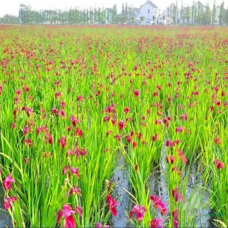 路易斯安娜鳶尾 振興鄉(xiāng)村綠化改造苗 花壇花鏡庭院景區(qū)工程苗