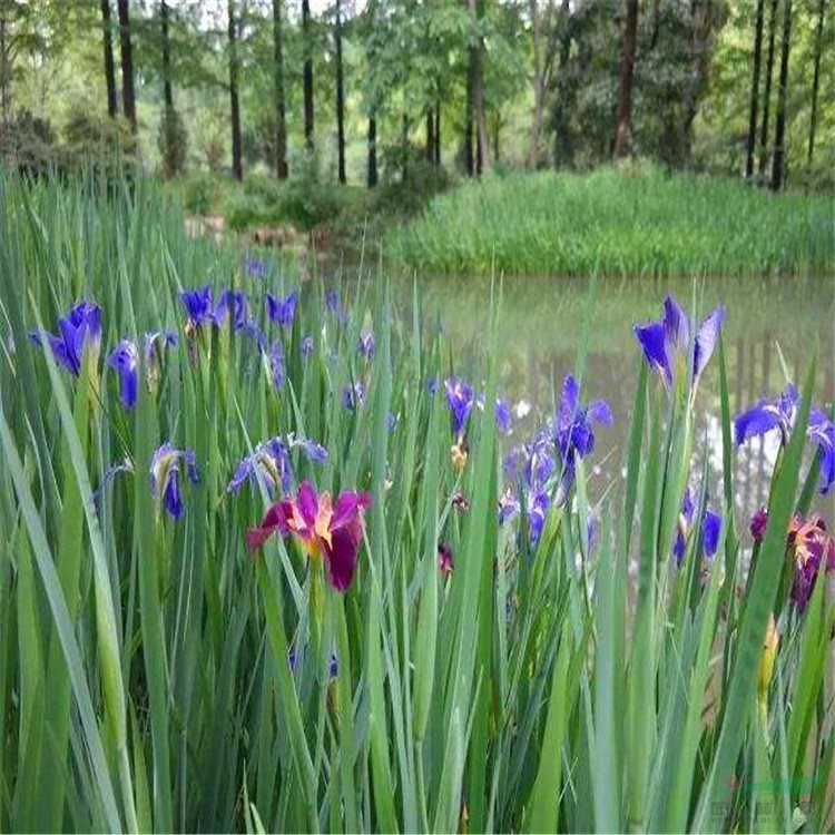 路易斯安娜鳶尾 振興鄉(xiāng)村綠化改造苗 花壇花鏡庭院景區(qū)工程苗