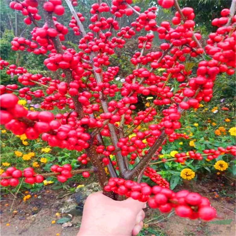 出售北美冬青樹 景區(qū)園林綠化造景配植苗 道路行道樹列植片植