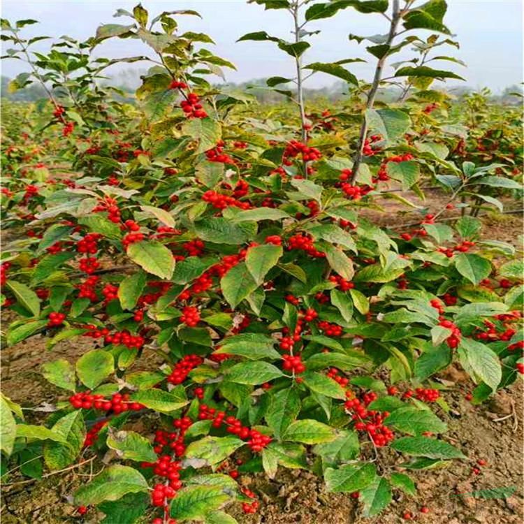 出售北美冬青樹 景區(qū)園林綠化造景配植苗 道路行道樹列植片植