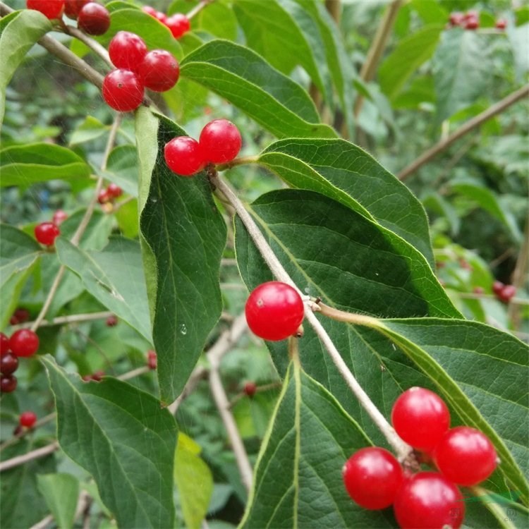 基地出售金銀忍冬苗木 庭院小區(qū)綠化觀賞植物 公園地被植物