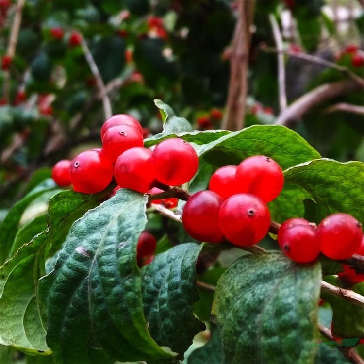 基地出售金銀忍冬苗木 庭院小區(qū)綠化觀賞植物 公園地被植物