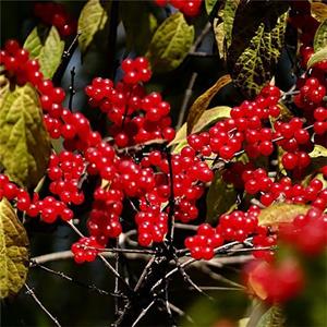 基地出售金銀忍冬苗木 庭院小區(qū)綠化觀賞植物 公園地被植物