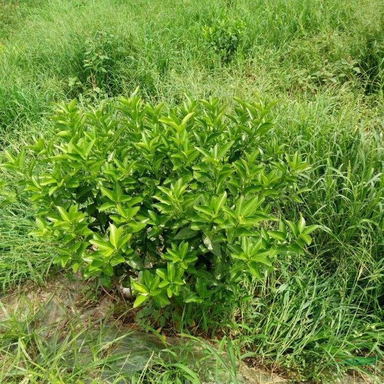 苗圃出售牛鞭草 多年生草本植物根系好 園林綠化造景觀賞工程苗