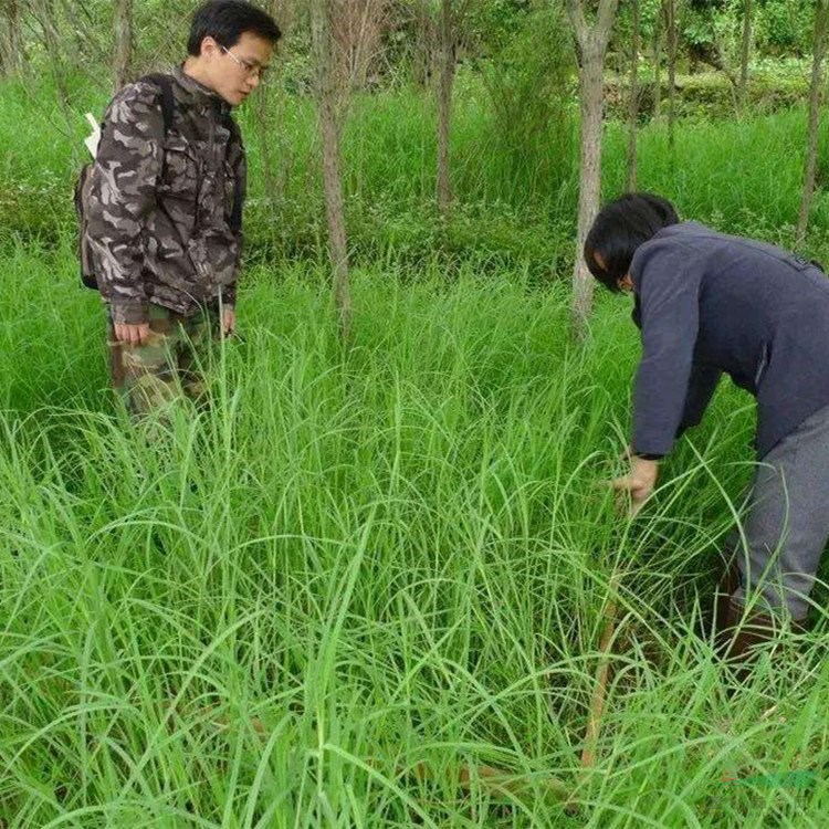 苗圃出售牛鞭草 多年生草本植物根系好 園林綠化造景觀賞工程苗