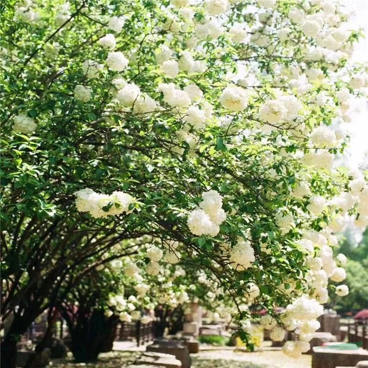 苗圃出售中華木繡球 園林綠化觀賞樹 風(fēng)景景區(qū)花海打造工程苗