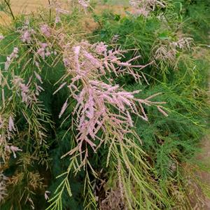 基地出售紅柳檉柳苗 公園景點風景樹苗 城市綠化美化植物