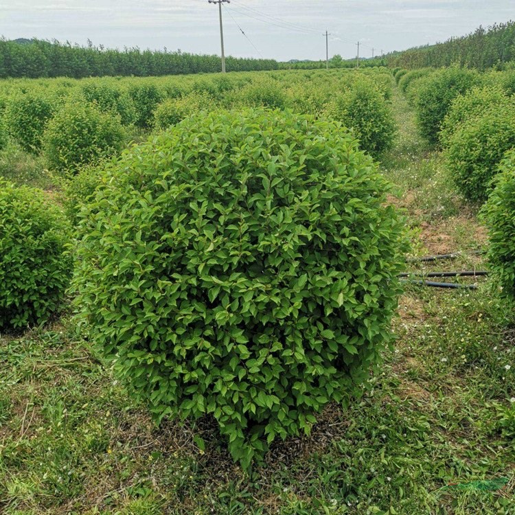 出售 榆葉梅球 庭院觀賞開花植物 園林綠化造景樹種