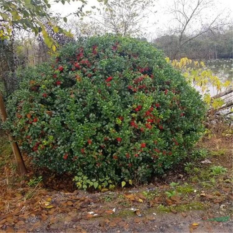 無刺枸骨 花壇花鏡鑲邊配植 景區(qū)園林綠化造景工程改造苗