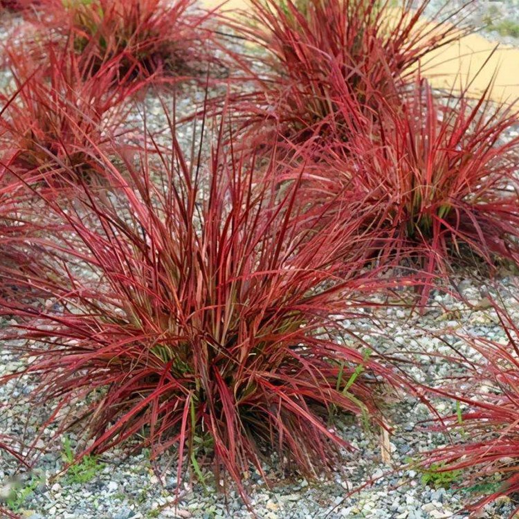 苗圃出售火焰狼尾草 小區(qū)別墅池塘河邊護坡 園林綠化觀賞草