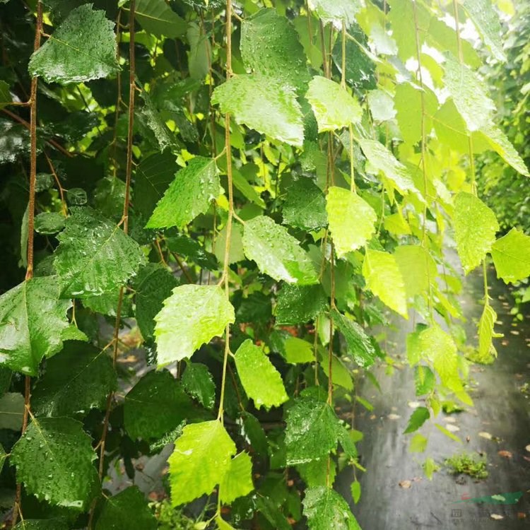 出售垂枝河樺 垂枝樺 園林景區(qū)觀賞風景樹 城市綠化工程樹苗