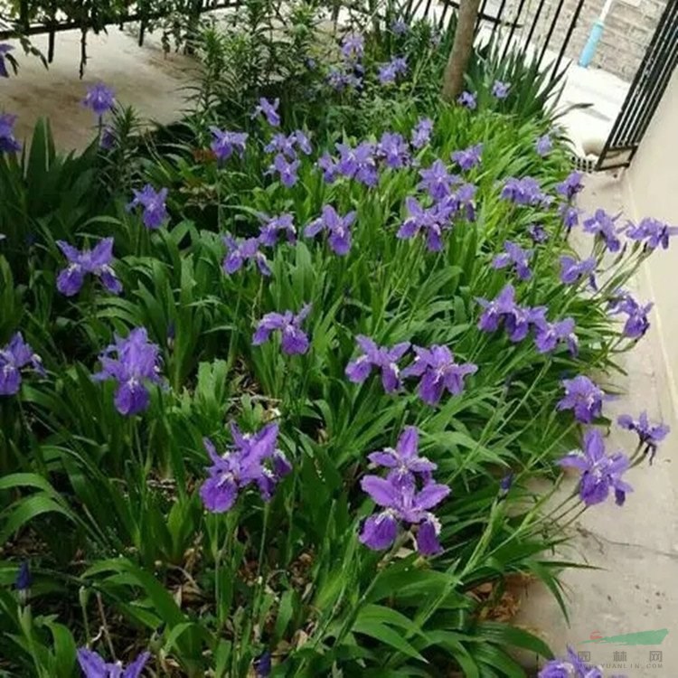 苗圃出售馬藺 花壇花鏡種植觀賞苗 園林景區(qū)綠化觀花植物